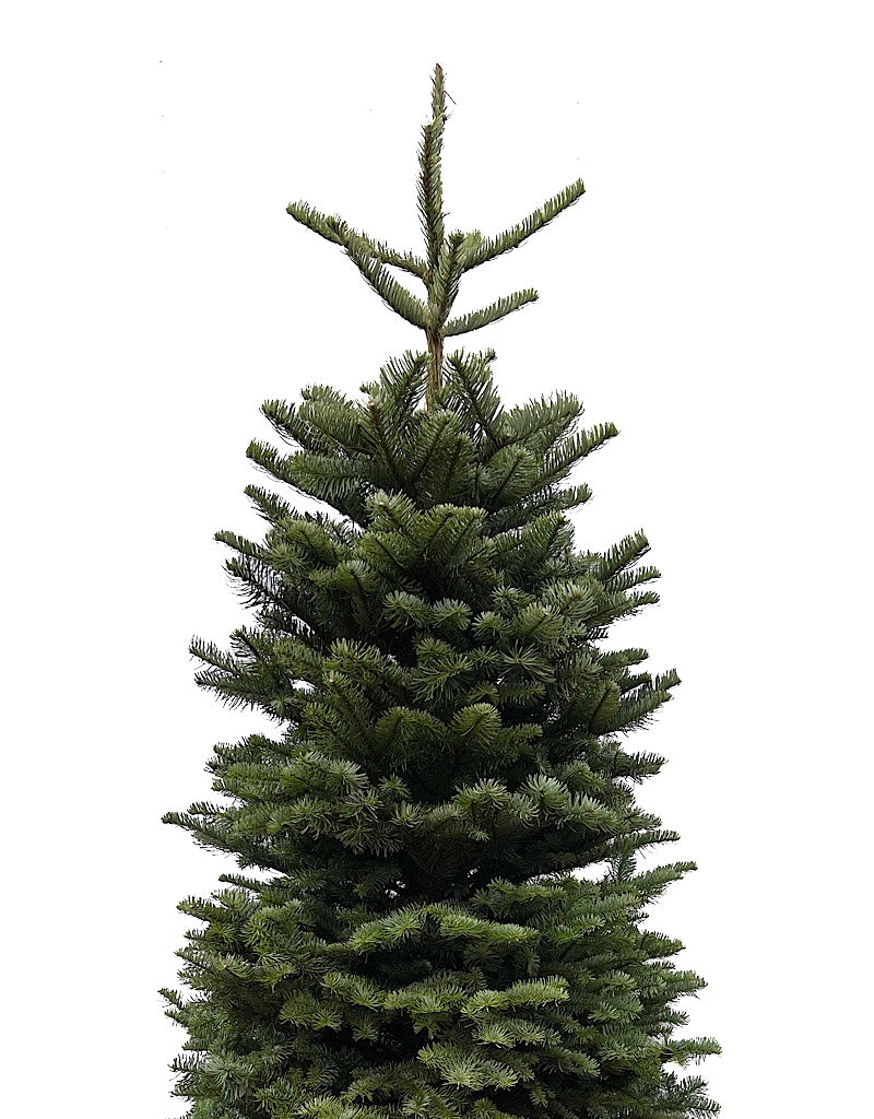 Christmas Tree - Christmas Trees