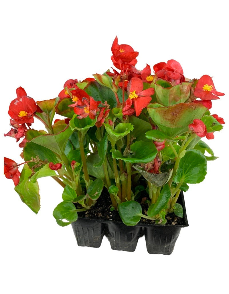 Begonia 'Ambassador Scarlet'