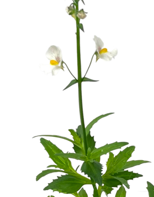 Nemesia 'Sunsatia Coconut' - The Garden Corner