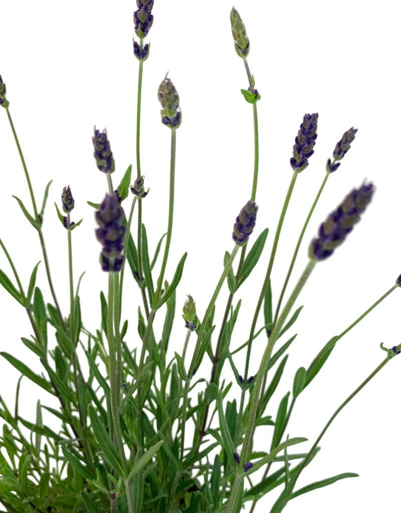 Lavandula 'Ellagance Purple' - The Garden Corner