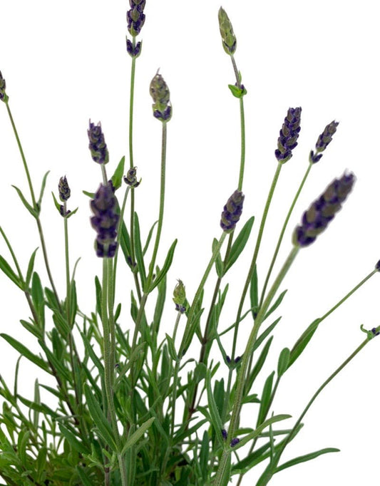 Lavandula 'Ellagance Purple' - The Garden Corner