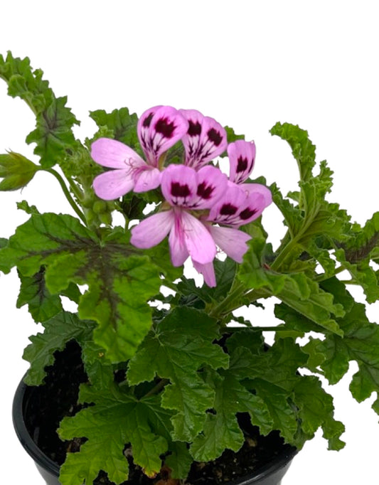 Pelargonium 'Quercifolium' 5 Inch - The Garden Corner