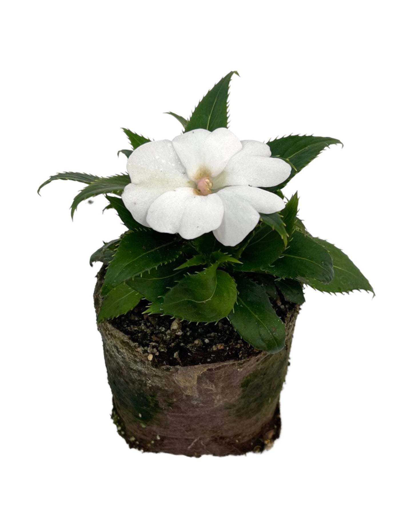 Sunpatiens 'Compact White'