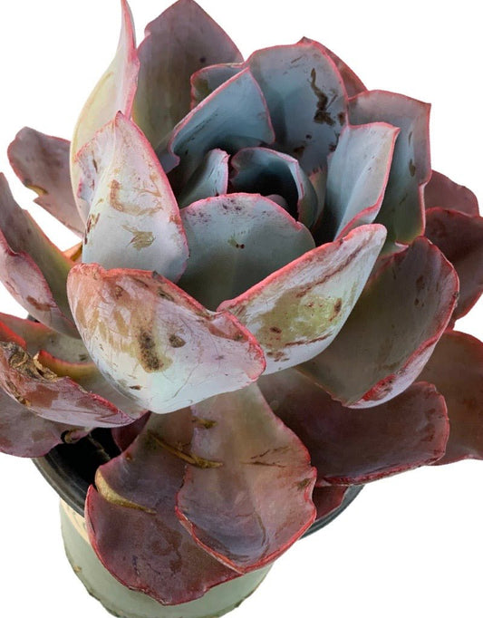 Echeveria 'Afterglow' - The Garden Corner