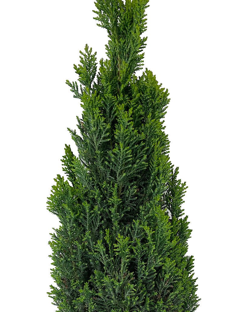 Cupressus sempervirens 2 Gallon - The Garden Corner