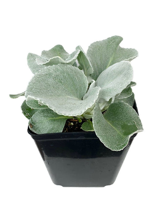 Senecio candicans 'Angel Wings' - Perennials