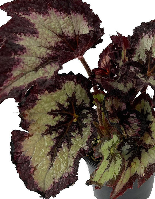 Begonia 'Jurassic Silver Point' 4 Inch - The Garden Corner