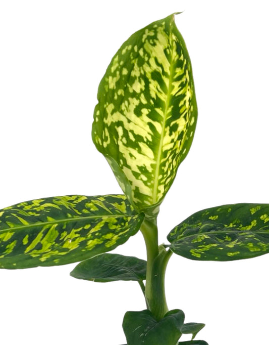 Dieffenbachia 'Reflector' Quart - The Garden Corner