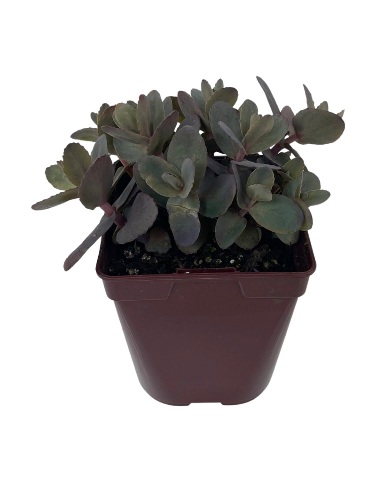Sedum 'Mojave Jewels Sapphire'