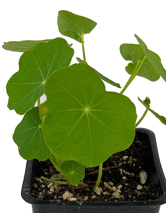 Nasturtium 'Jewell Mix' 4 Inch - The Garden Corner