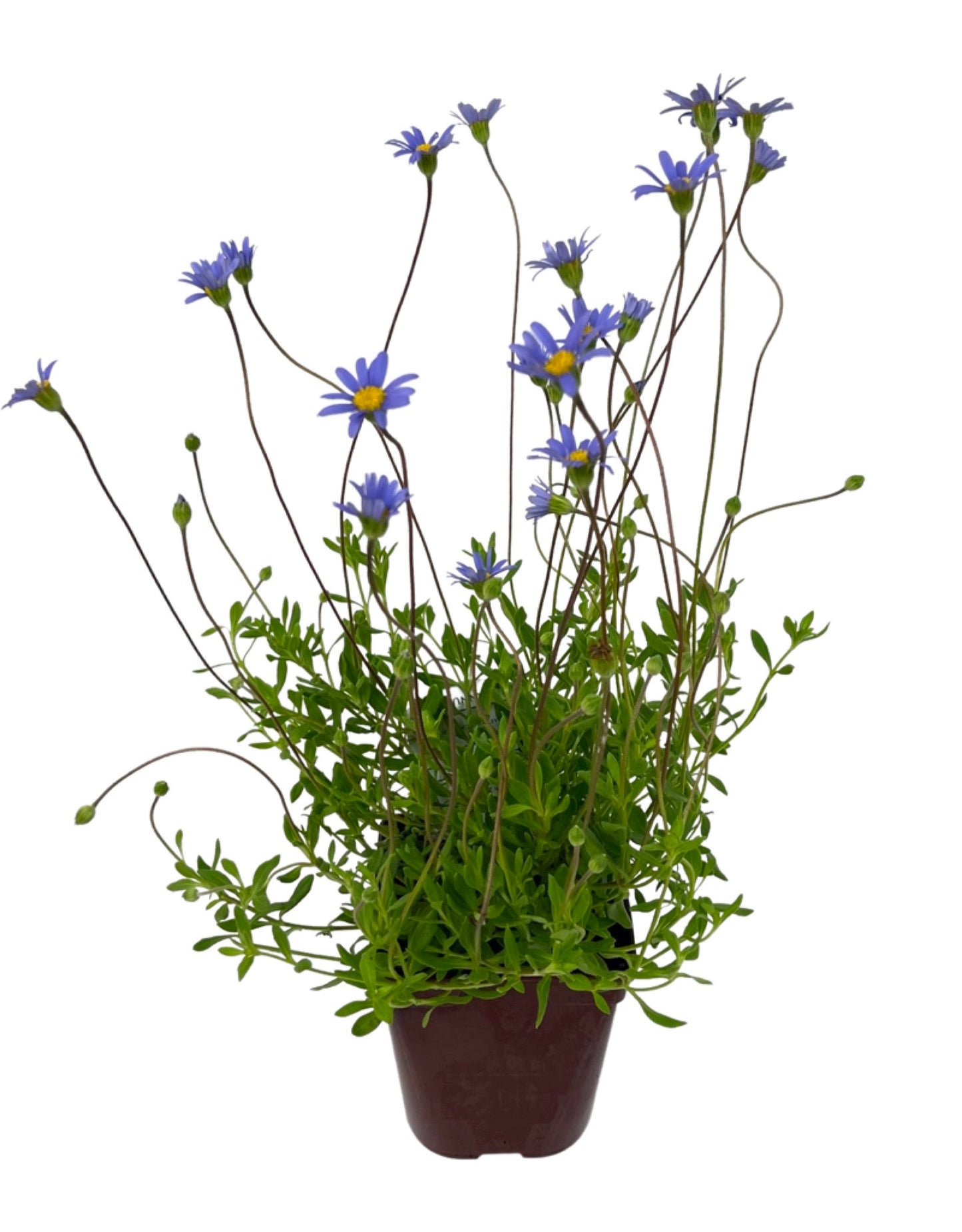 Felicia aethiopica 'Tight and Tidy'