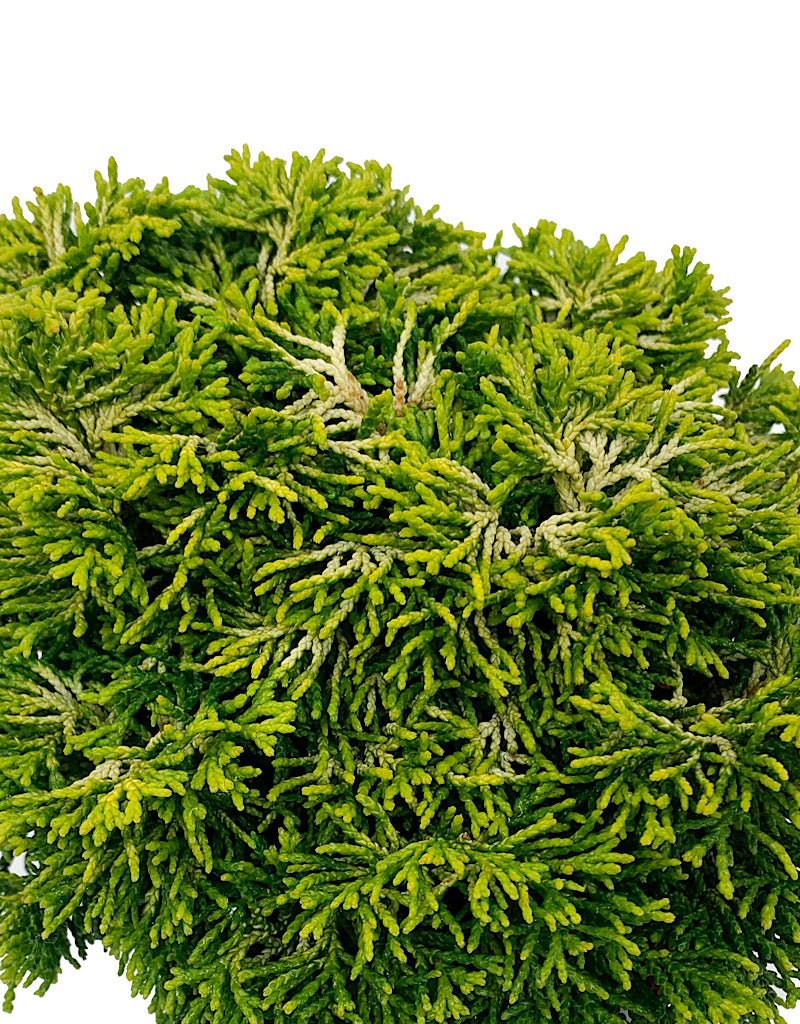 Chamaecyparis obtusa 'Butterball' 6 Inch - The Garden Corner