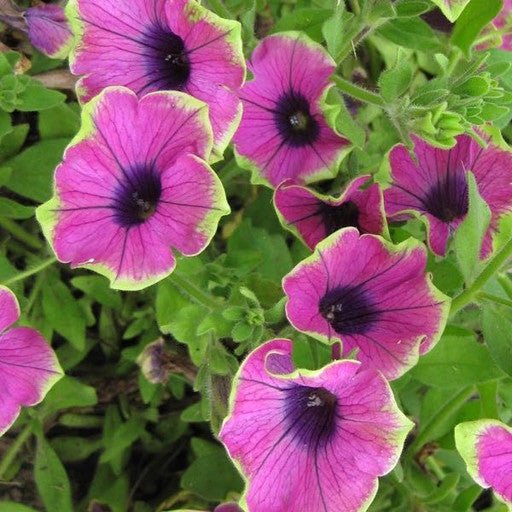 Petunia 'Picasso in Purple' - The Garden Corner