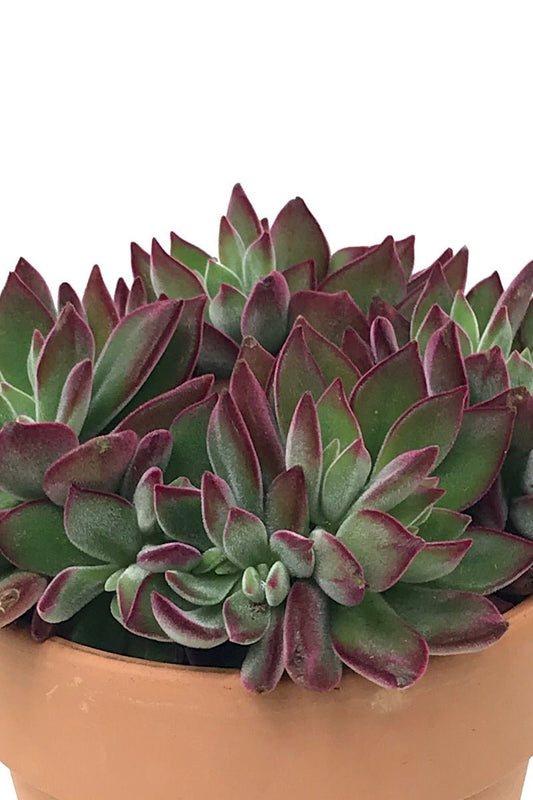Echeveria €˜Devotion Planter 5 inch - The Garden Corner