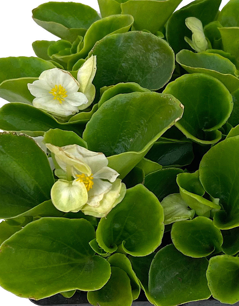 Begonia 'Ambassador White'