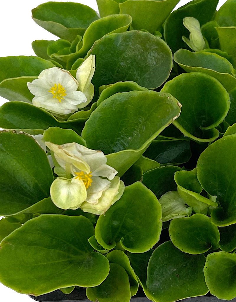 Begonia 'Ambassador White' - The Garden Corner
