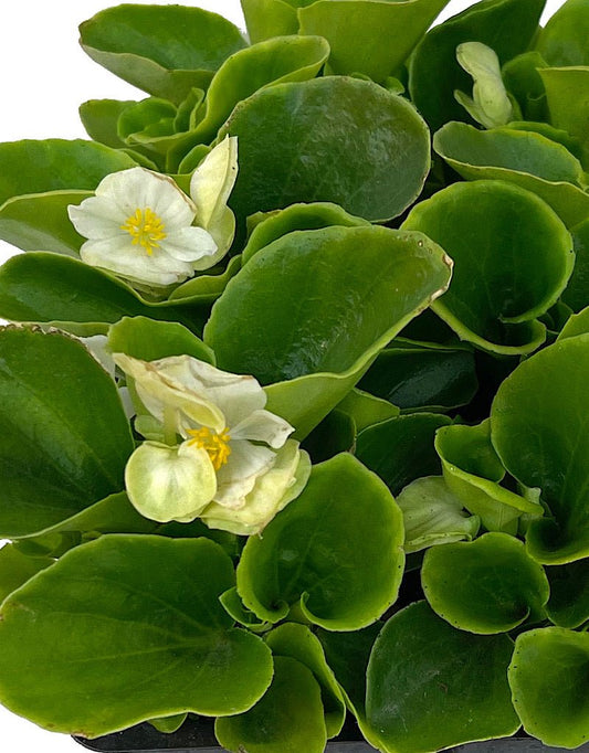 Begonia 'Ambassador White' - The Garden Corner
