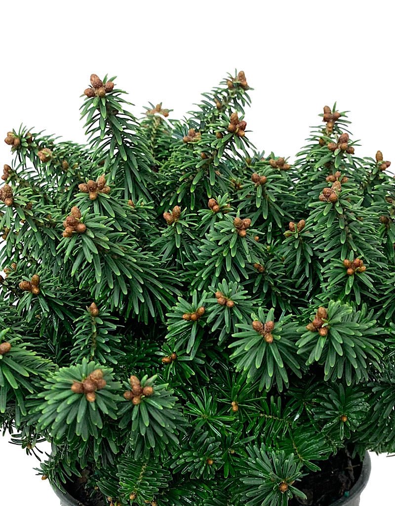 Abies balsamea 'Piccolo' 1 Gallon - The Garden Corner
