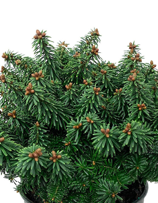 Abies balsamea 'Piccolo' 1 Gallon - The Garden Corner