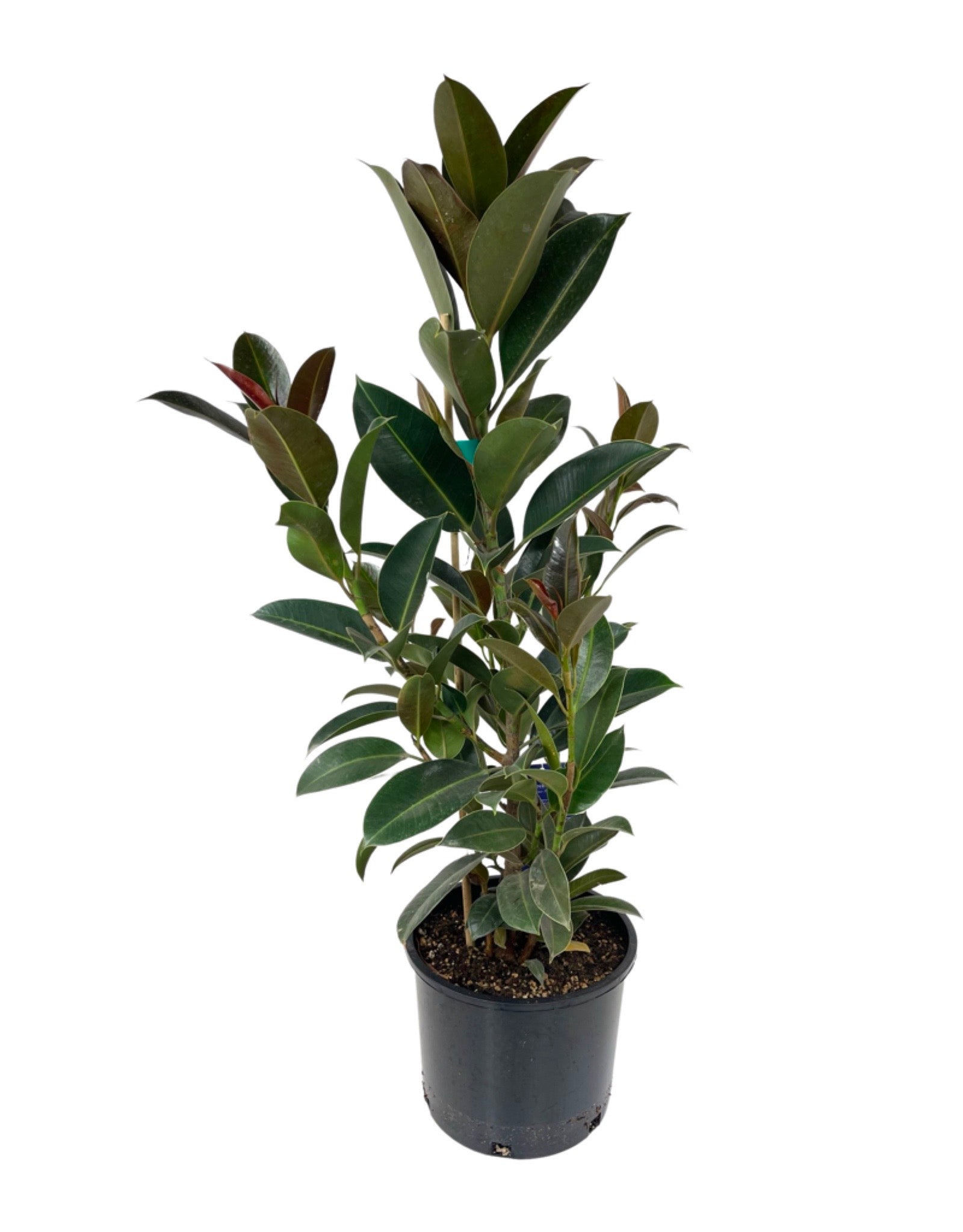 melany rubber tree Ficus elastica 'Melany' – The Garden Corner