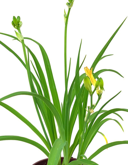 Hemerocallis 'Happy Returns' - The Garden Corner