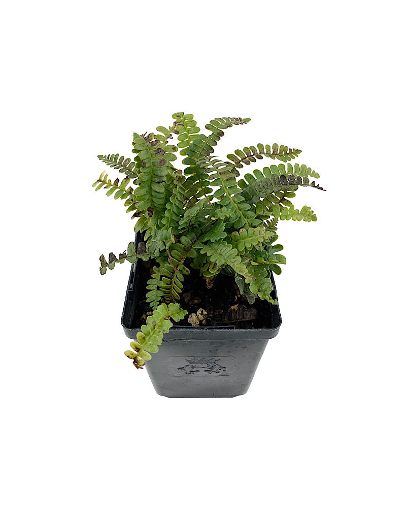 Blechnum penna-marina 4 inch