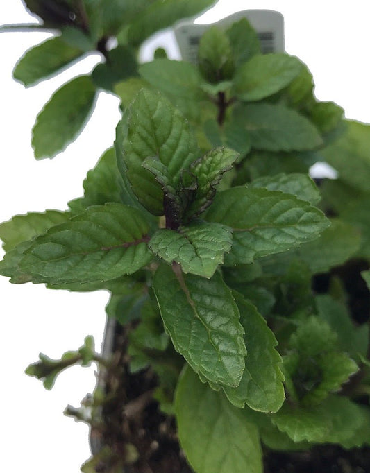 Mint 'Julep Spearmint' 4 Inch - The Garden Corner
