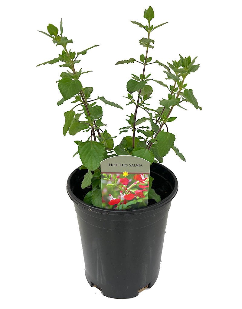 Salvia greggii 'Hot Lips' - Perennials