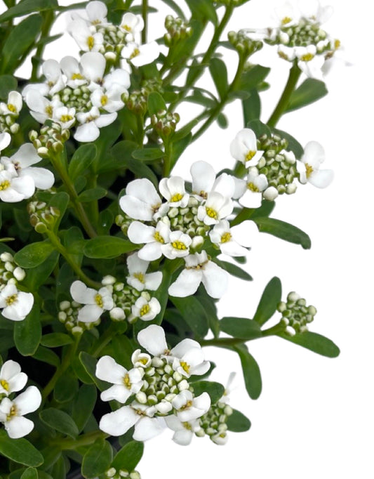 Iberis sempervirens 'Snowflake' - The Garden Corner