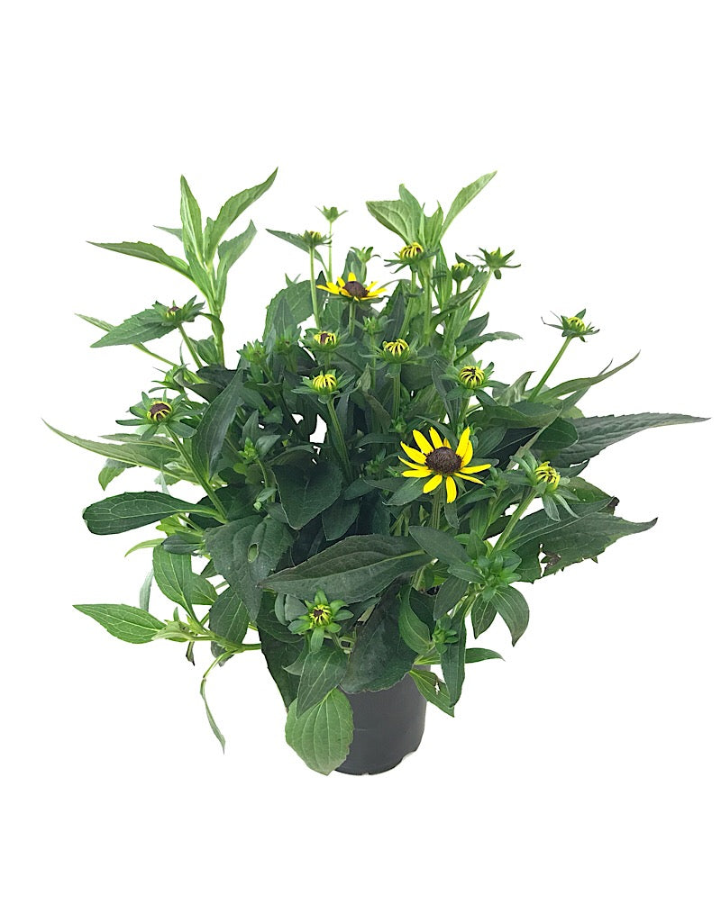 Rudbeckia 'Little Goldstar'