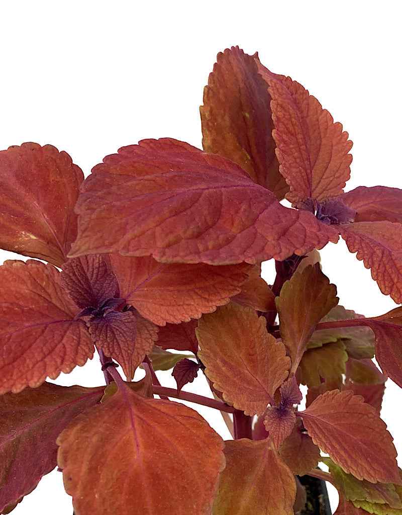 Coleus 'Redhead' 4 Inch