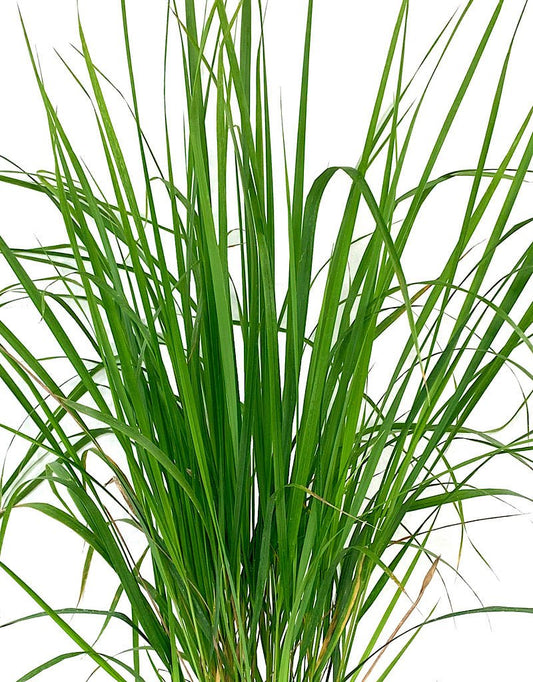 Calamagrostis x acutiflora 'Karl Foerster' - The Garden Corner