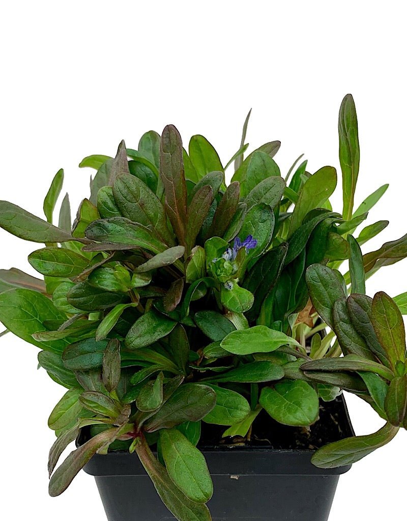 Ajuga 'Chocolate Chip' 4 Inch - The Garden Corner