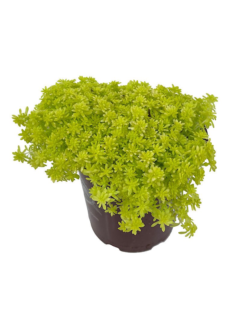 succulent plant in spanish Sedum hispanicum 'Aureum' – The Garden Corner