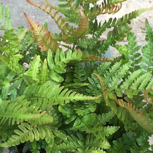 Dryopteris erythrosora 'Autumn Fern'