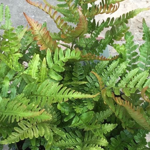 Dryopteris erythrosora 'Autumn Fern' - The Garden Corner