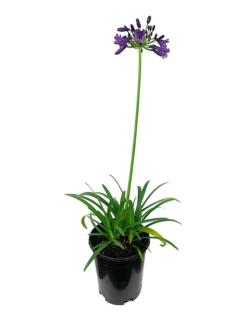 Agapanthus 'Ever Amethyst 1 Gallon