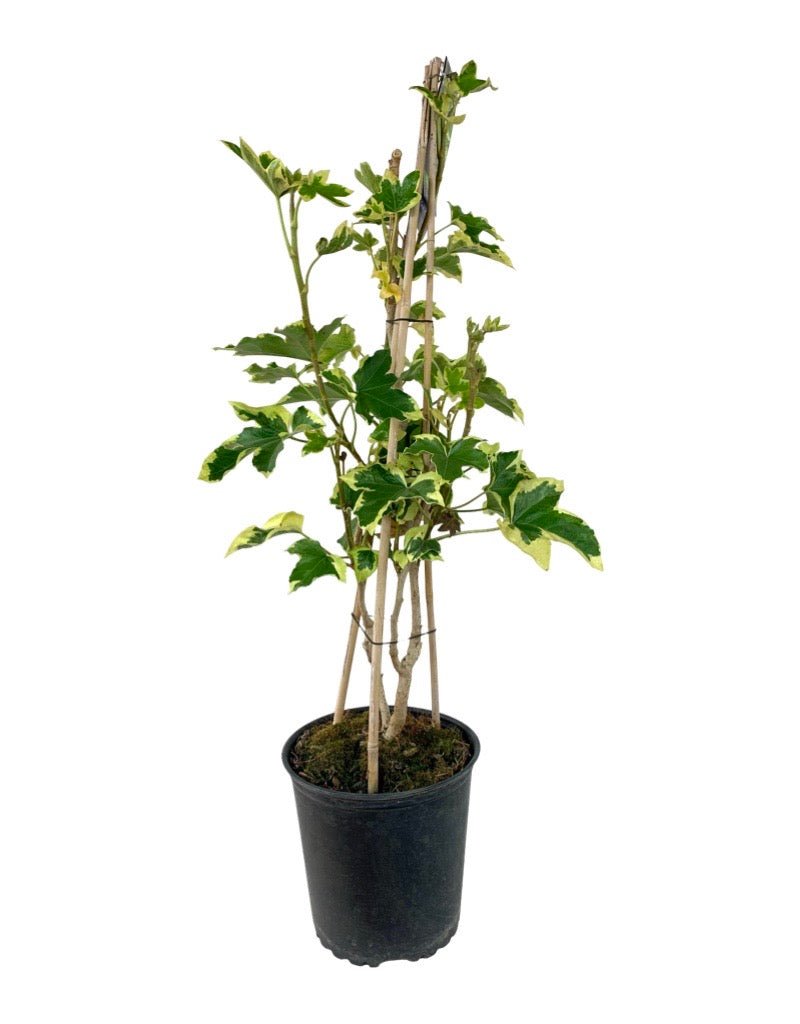 Fatshedera lizei 'Angyo Star' - The Garden Corner