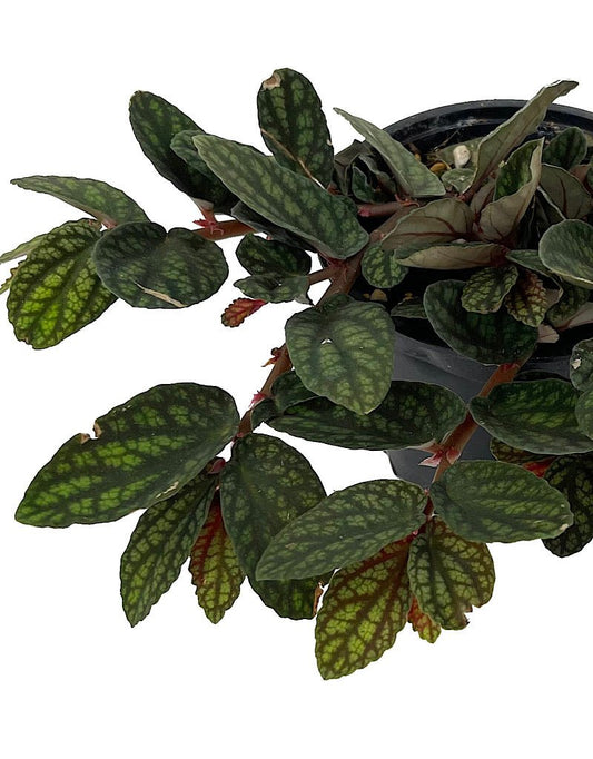 Pellionia pulchra 4 Inch - The Garden Corner