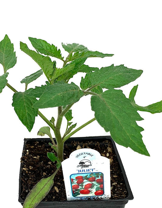 Tomato 'Juliet' 4 inch - The Garden Corner