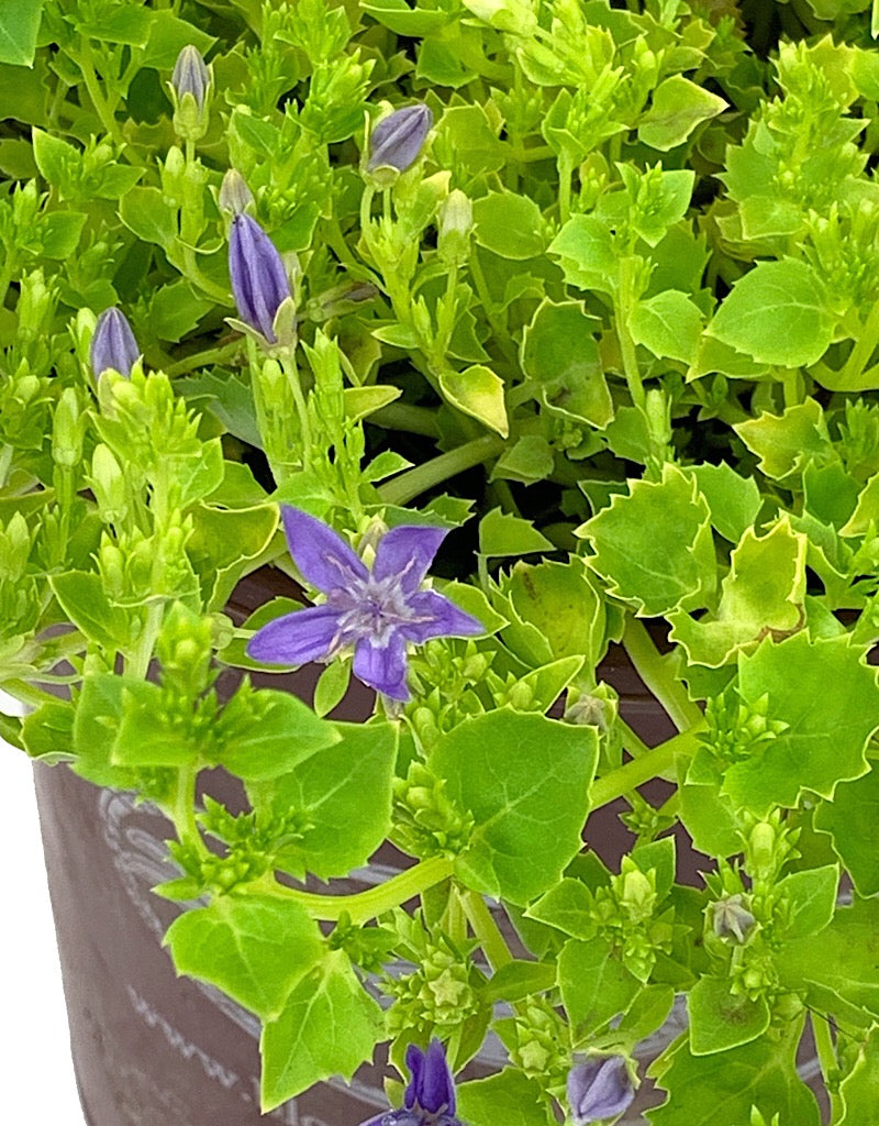 Campanula 'Dickson's Gold' 1 gal