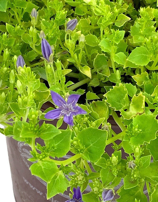 Campanula 'Dickson's Gold' 1 gal - Perennials