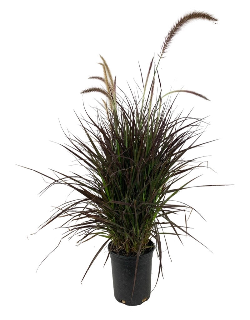 Pennisetum setaceum 'Rubrum'