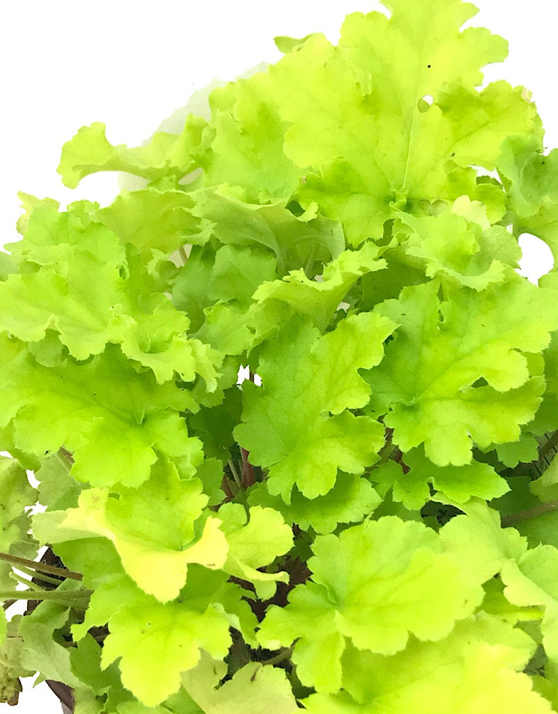 Heuchera 'Lime Marmalade'
