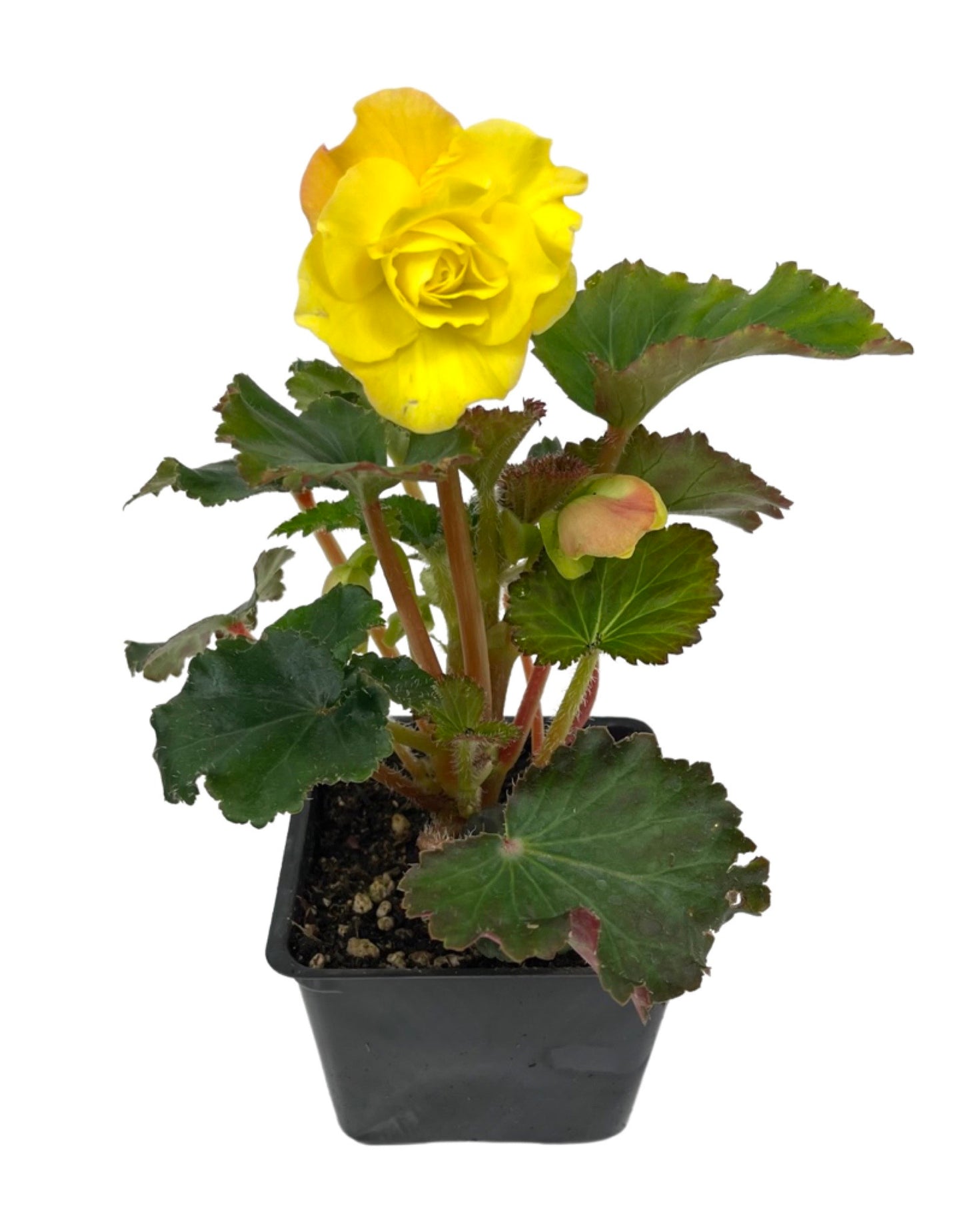 Begonia 'Nonstop Yellow'