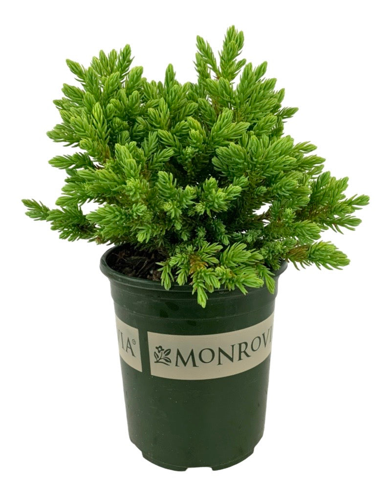 Cryptomeria japonica 'Dragon Prince'