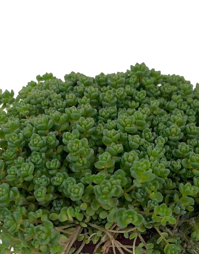 Sedum anglicum 'Love's Triangle' 4 Inch - The Garden Corner
