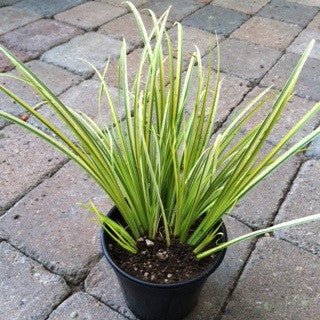Acorus gramineus 'Ogon' - The Garden Corner