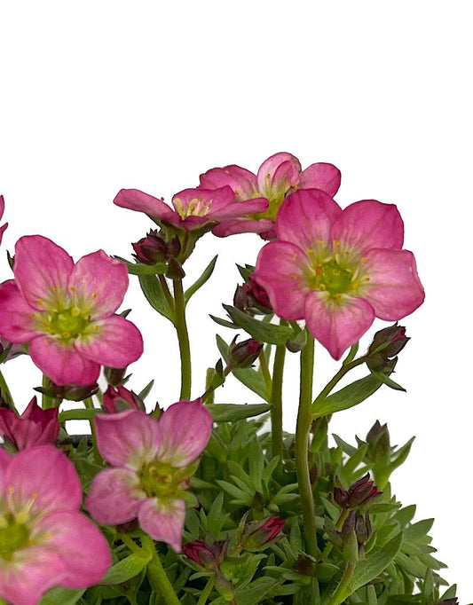 Saxifraga 'Alpino Early Magic Salmon' Quart - The Garden Corner