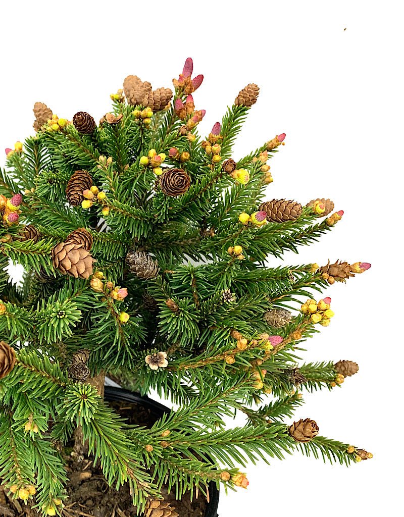 Picea abies 'Pusch' 1 Gallon - The Garden Corner